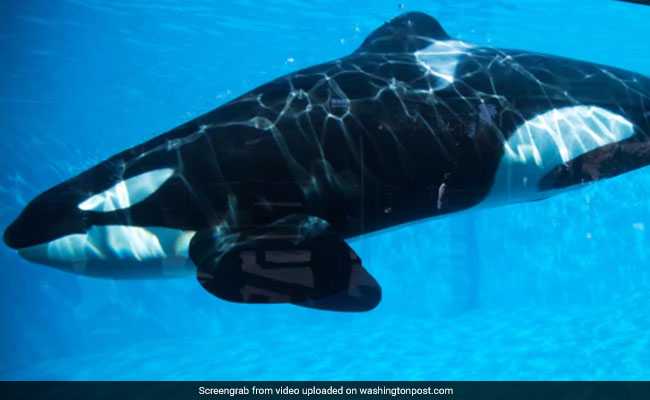 14-Year-Old Killer Whale In France Has Successfully Imitated Human Speech