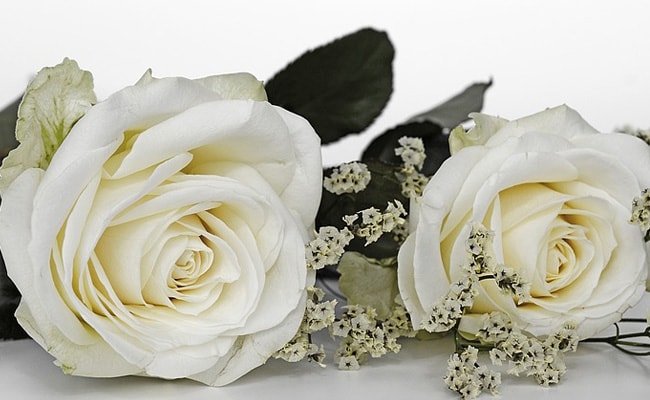 white roses rose day