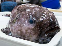 Kin Of 'World's Ugliest Animal' Among Fish Hauled Off Australia Abyss