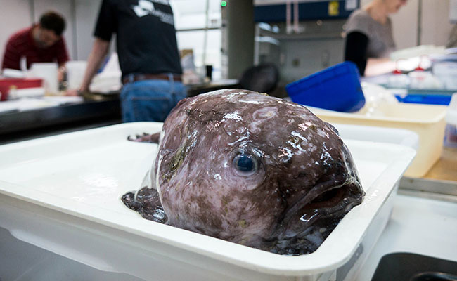 Kin Of 'World's Ugliest Animal' Among Fish Hauled Off Australia Abyss