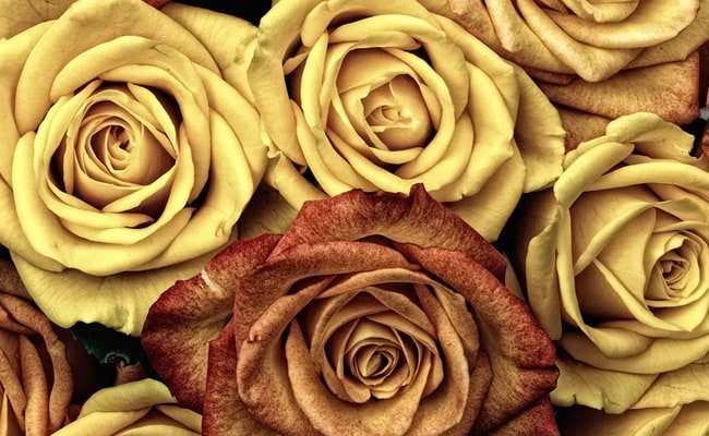 yellow roses rose day