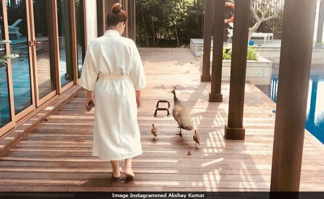 After Twinkle Khanna, Now Akshay Kumar Posts A Click Of The Trespassing Peahen