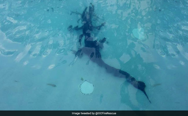 6-Foot Alligator Found Swimming At The Bottom Of A Family's Pool