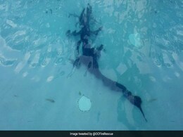 6-Foot Alligator Found Swimming At The Bottom Of A Family's Pool 6-Foot Alligator Found Swimming At The Bottom Of A Family's Pool