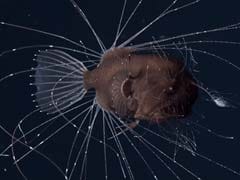 The Worst Sex In The World Is Anglerfish Sex, And Now There's Finally Video