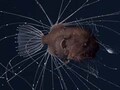 The Worst Sex In The World Is Anglerfish Sex, And Now There's Finally Video The Worst Sex In The World Is Anglerfish Sex, And Now There's Finally Video