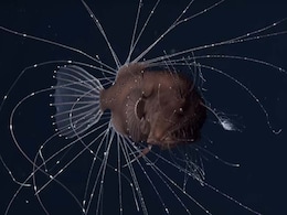 The Worst Sex In The World Is Anglerfish Sex, And Now There's Finally Video The Worst Sex In The World Is Anglerfish Sex, And Now There's Finally Video