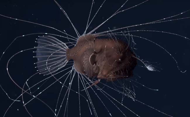 The Worst Sex In The World Is Anglerfish Sex, And Now There's Finally Video