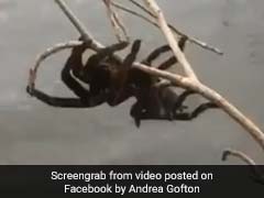 Australians Rescued A Giant Spider. The Rest Of The World Wonders Why