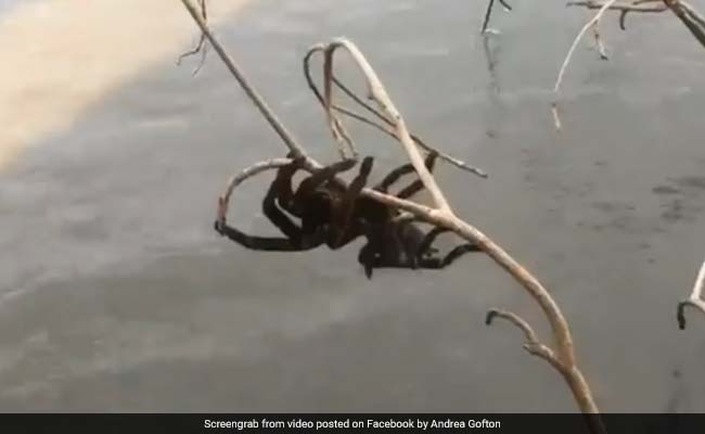 Australians Rescued A Giant Spider. The Rest Of The World Wonders Why