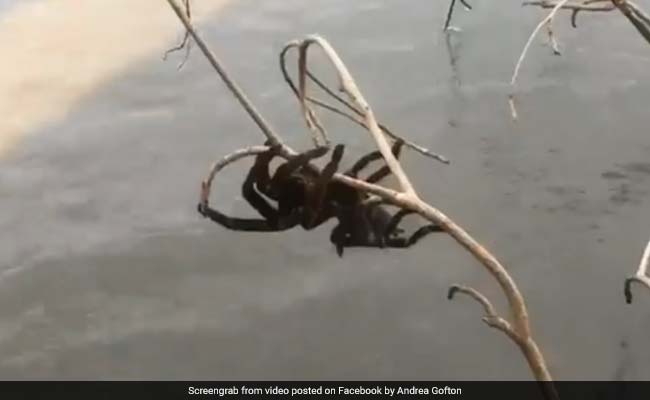 Australian man screaming at spider 'why don't you die?' triggers