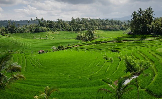Why Is Everyone Jetting Off To Bali?