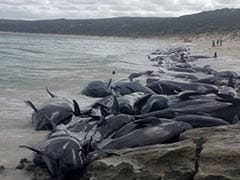 About 200 Pilot Whales Die After Being Stranded On Australia Beach