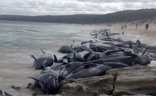 Tasmania whale stranding: 200 whales dead, 35 remain alive