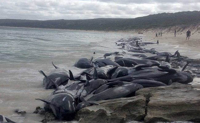 About 200 Pilot Whales Die After Being Stranded On Australia Beach