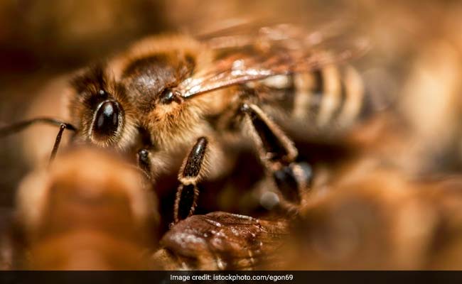 Over 125 Students Attacked By Bees Near Rajgad Fort In Pune