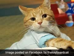 Bento The Keyboard Cat Dies, Was One Of The Internet's First Memes
