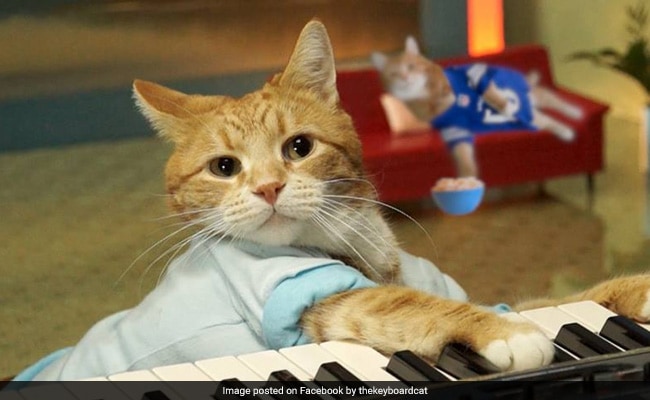 O gatinho Bento, do meme do 'Keyboard Cat', morreu