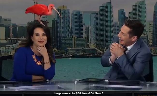 Exotic Bird Lands On News Anchor's Head During Live Broadcast. Internet Gold