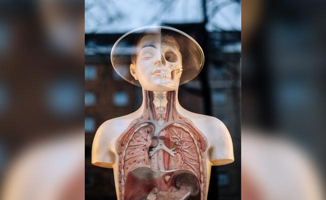 Scientists Just Discovered A New Human Organ. It Might Be The Biggest One