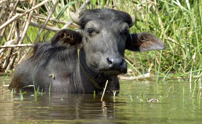 India's First Cloned Assamese Buffalo Born