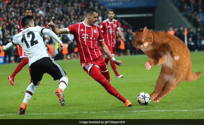 Pitch-Invading Cat Interrupts Football Game, Voted Man Of The Match