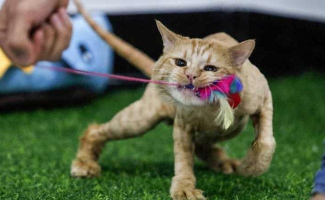 Feline Pampered: Basra Moggies Set Paw In Iraq's First Cat Hotel