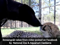 Watch: This 4-Month-Old Cheetah Cub Has A Puppy Playmate