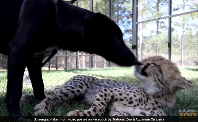 Watch: This 4-Month-Old Cheetah Cub Has A Puppy Playmate
