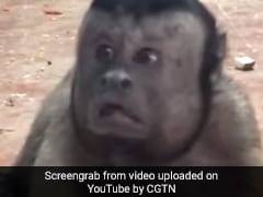 Video: This Monkey With A "Human Face" Is Freaking The Internet Out