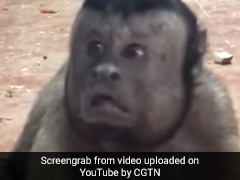 VIDEO: 'इंसान के चेहरे' वाला बंदर, जिसने भी देखा ये वीडियो हो गया हैरान