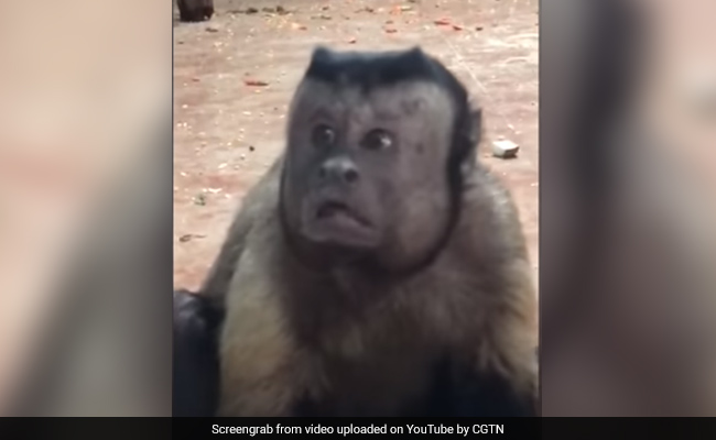 Video: This Monkey With A "Human Face" Is Freaking The Internet Out