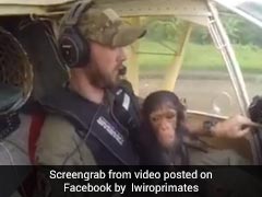 Viral: This Pilot Rescued A Baby Chimp And Everyone Swooned