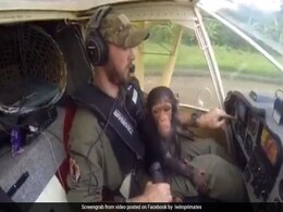 VIRAL VIDEO: एक चिम्पांजी हेलीकॉप्टर के अंदर, देखें कैसे पायलट के साथ की मस्ती VIRAL VIDEO: एक चिम्पांजी हेलीकॉप्टर के अंदर, देखें कैसे पायलट के साथ की मस्ती
