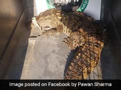 4.4-Feet-Long Crocodile Rescued From Drain In Mumbai. Watch Video