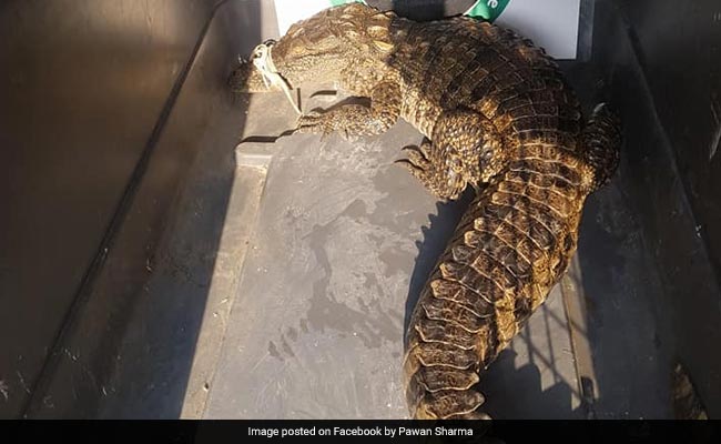 4.4-Feet-Long Crocodile Rescued From Drain In Mumbai. Watch Video