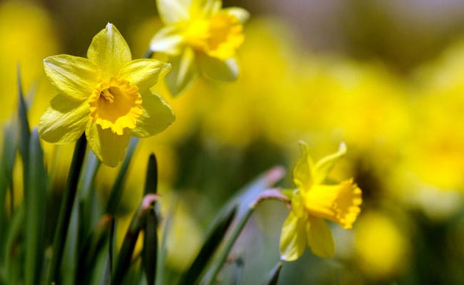 Daffodils Extract May Help Combat Cancer