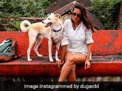 Delhi Woman Is Travelling Across India With Her Dogs. See Their Journey