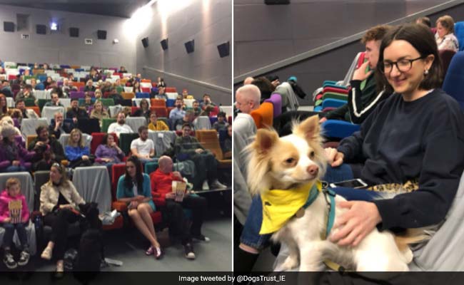 Dublin Cinema Hall Holds Dog-Friendly Film Screening. Pics Are Too Cute