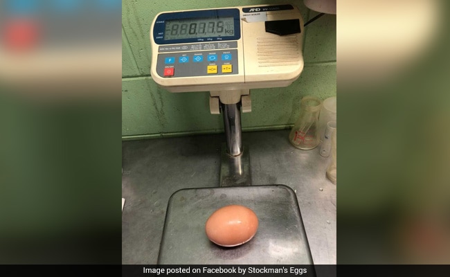 Australian Farmer Finds Giant Egg Three Times Bigger Than Usual