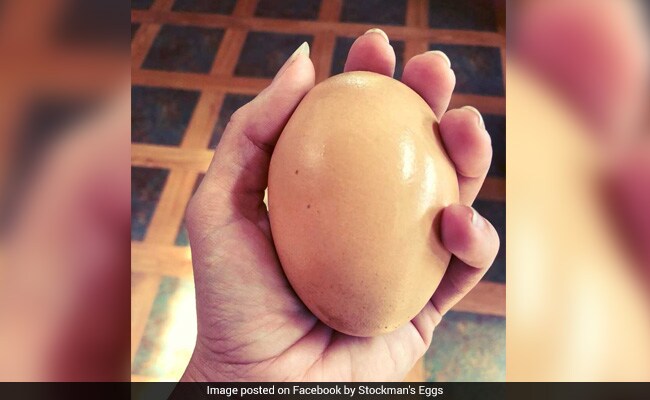 Australian Farmer Finds Giant Egg Three Times Bigger Than Usual