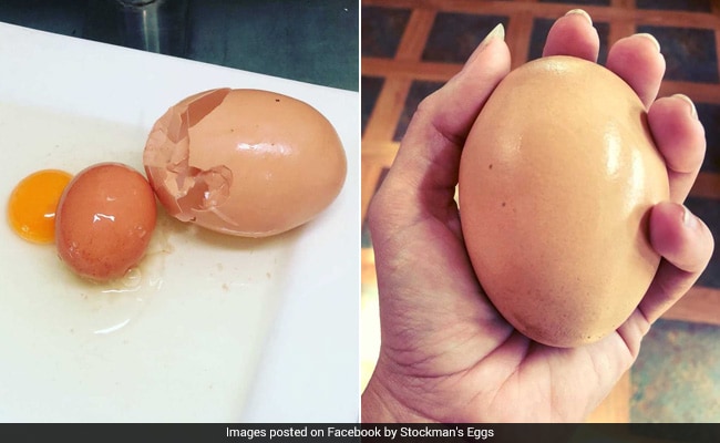 Man Finds Giant Egg Three Times Bigger Than Usual. Inside, Another Egg