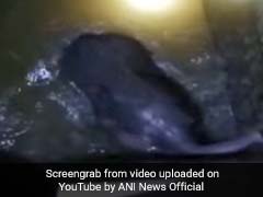 Video: Baby Elephant Rescued From 10-Foot Water Tank In Coimbatore