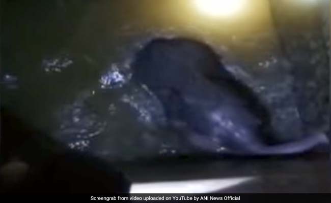 Video: Baby Elephant Rescued From 10-Foot Water Tank In Coimbatore