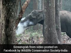 क्या आपने हाथी को 'स्मोकिंग' करते हुए देखा? कर्नाटक में क्या हुआ, देखें