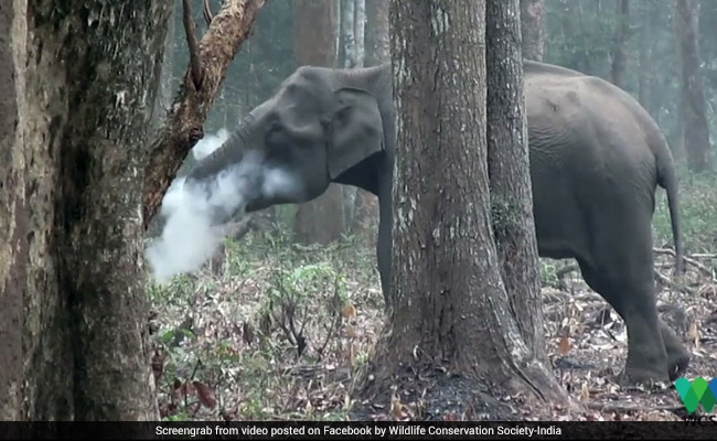 Watch: Karnataka Elephant Filmed 'Smoking'. What It Was Actually Doing