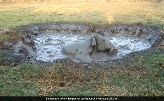 In Karnataka, Elephant Stuck In Swamp 'Screamed All Night For Help'. Watch The Rescue