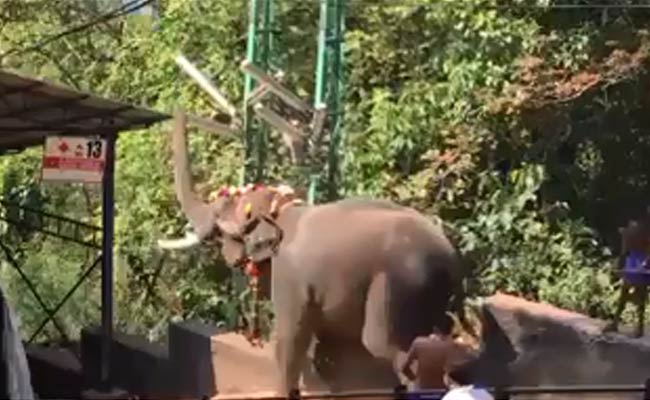 12 Injured At Kerala's Sabarimala Temple After Elephant Carrying Priest Atop Runs Amok