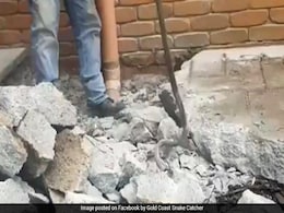 Family Destroys Backyard Trying To Get Rid Of Deadly Snake. Watch Family Destroys Backyard Trying To Get Rid Of Deadly Snake. Watch