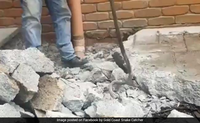 Family Destroys Backyard Trying To Get Rid Of Deadly Snake. Watch